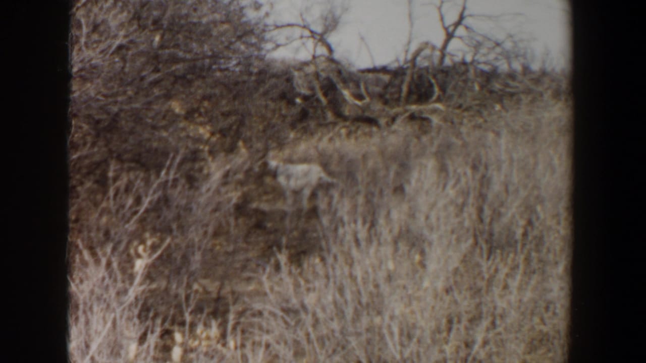 A small wild animal remains partly hidden in tall grass and brush, framed by visible 8mm gate borders and faded color.
