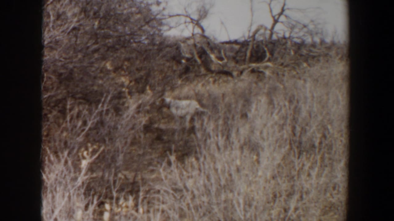 1956 Lubbock 8mm frame showing dry grasses, brush, and bare trees before the dog enters clear view.