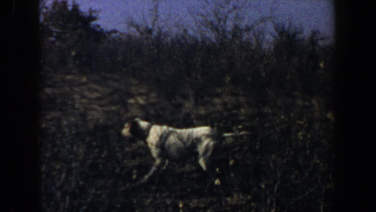 White dog stands in a dry Lubbock field in 1956, framed by low brush, bare trees, and blue sky on 8mm film.