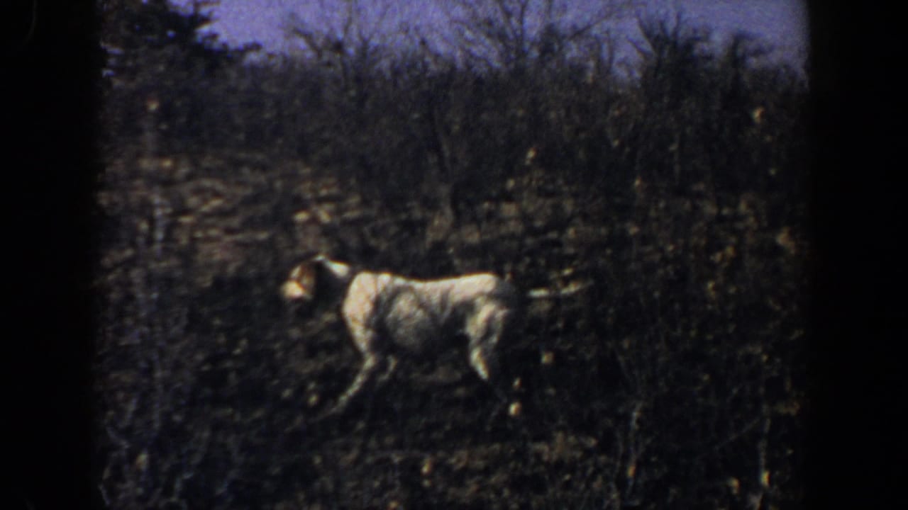 White dog moves through sparse brush in a dry 1956 Lubbock field, with leafless trees and clear sky behind it.