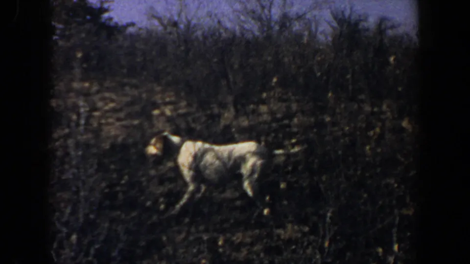 White dog moves through sparse brush in a dry 1956 Lubbock field, with leafless trees and clear sky behind it.