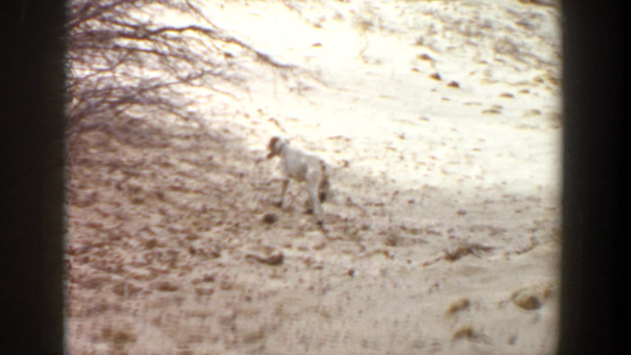 White dog standing on sandy ground near low brush within dark 8mm frame borders.