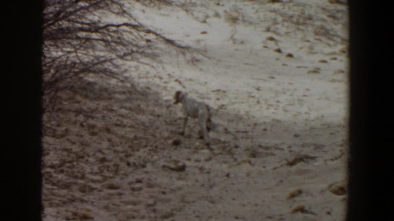 The dog remains alert in the sandy Lubbock landscape, framed by soft 8mm exposure and dark film edges.