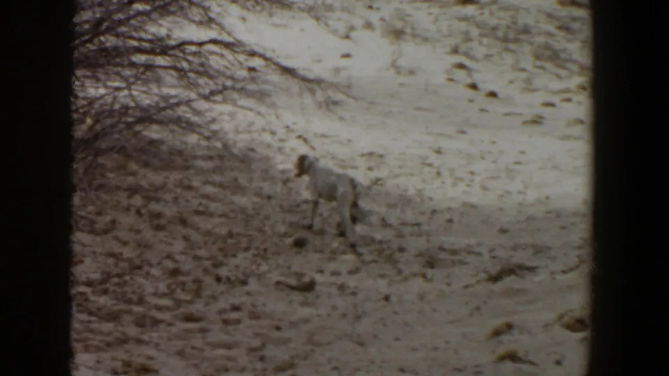 The dog remains alert in the sandy Lubbock landscape, framed by soft 8mm exposure and dark film edges.