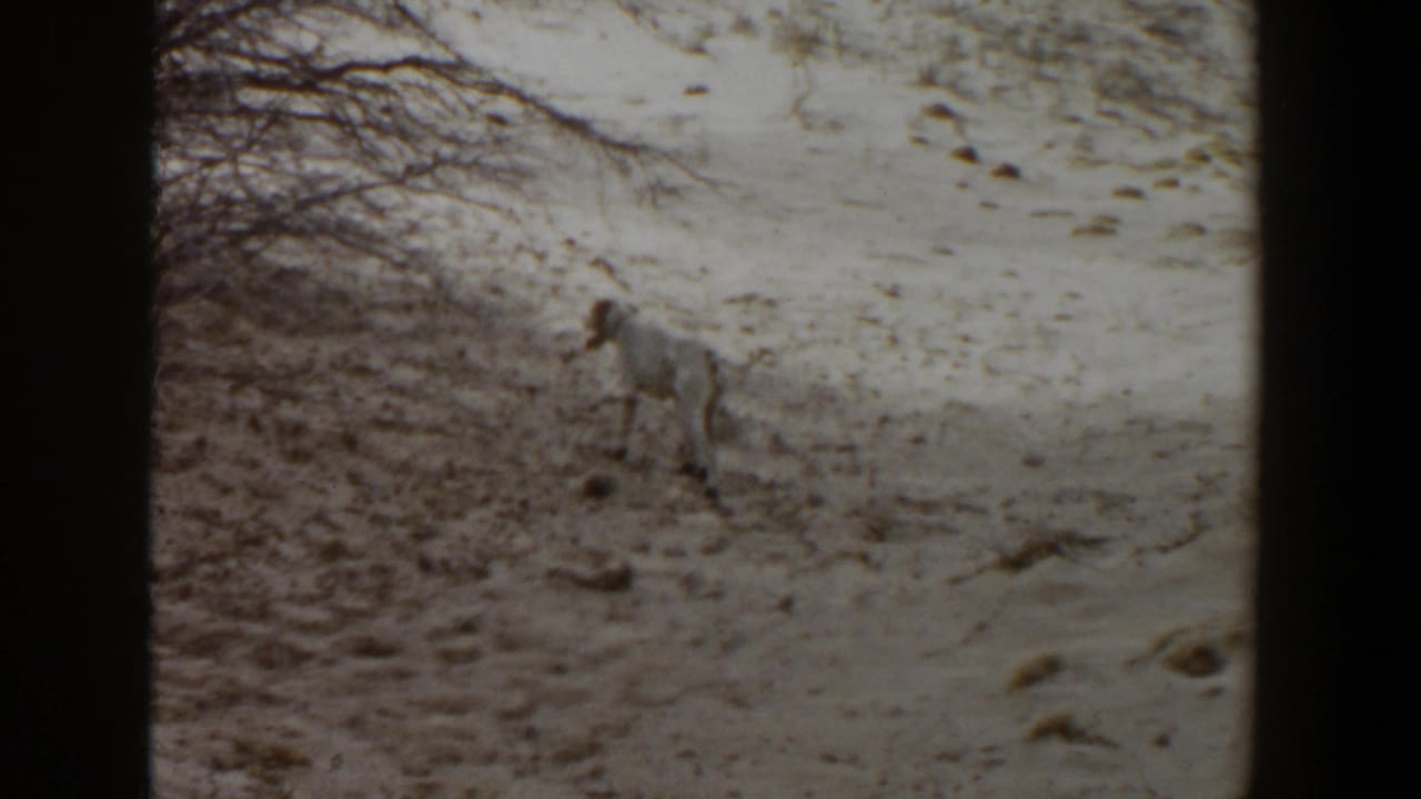 A grainy 1956 home-movie frame shows the white dog holding an alert stance on dry ground near brush.