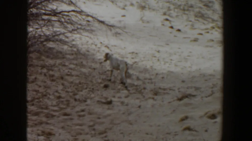 A grainy 1956 home-movie frame shows the white dog holding an alert stance on dry ground near brush.