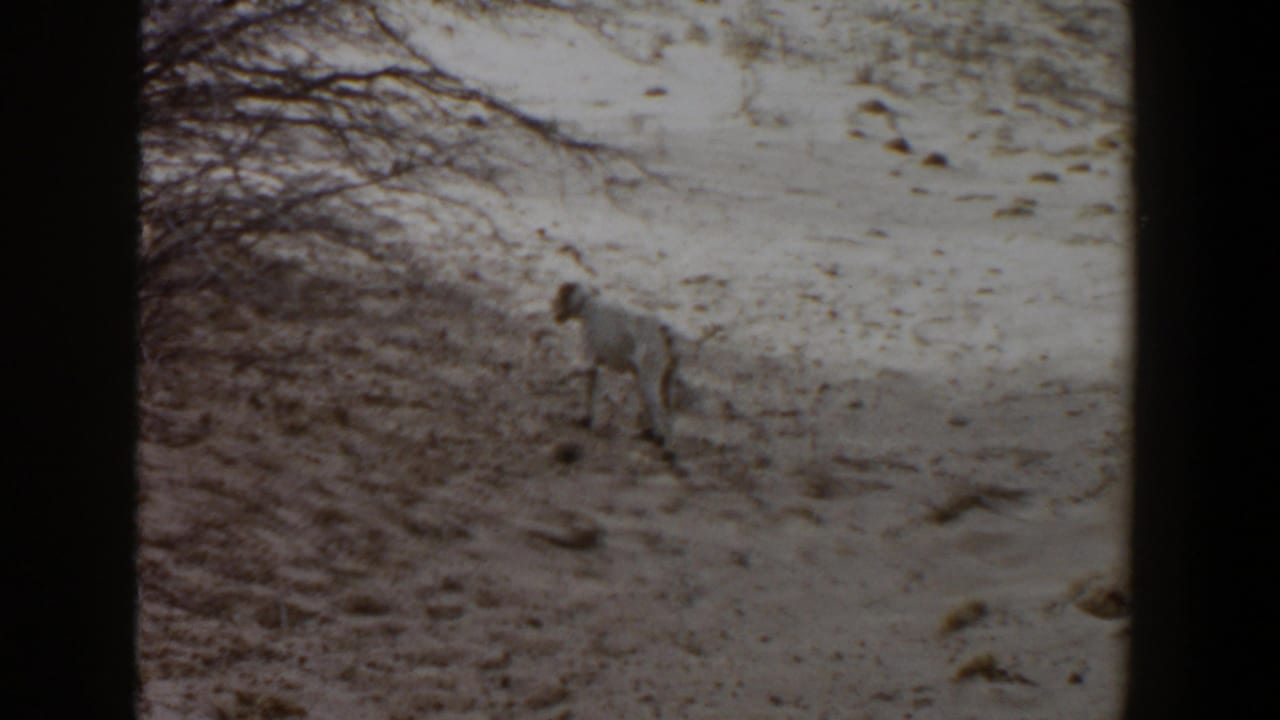 The final frame shows the white hunting dog in the same dry Lubbock terrain, with faded color and visible 8mm borders.