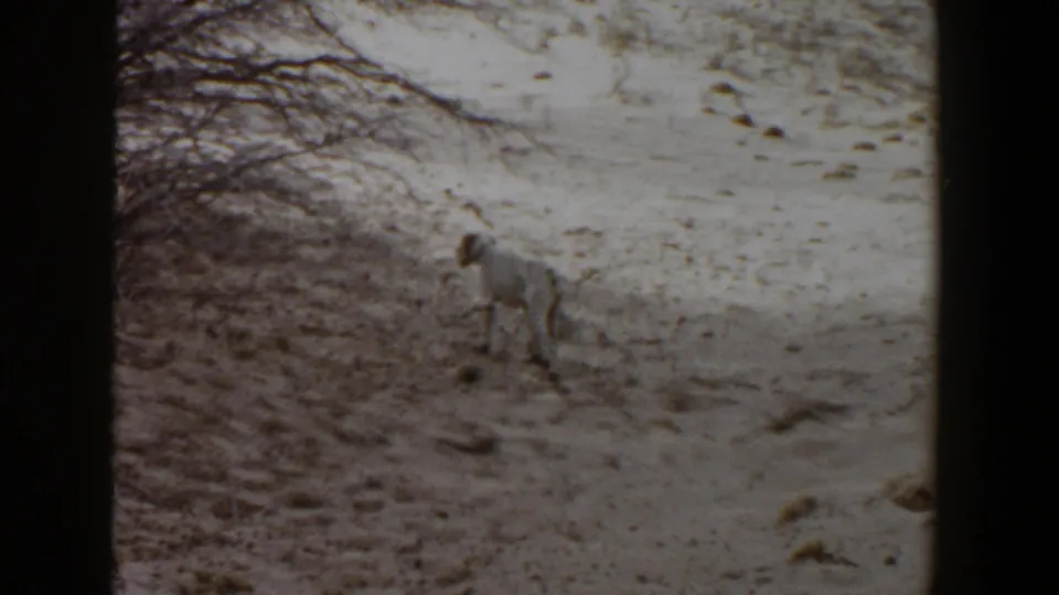 The final frame shows the white hunting dog in the same dry Lubbock terrain, with faded color and visible 8mm borders.