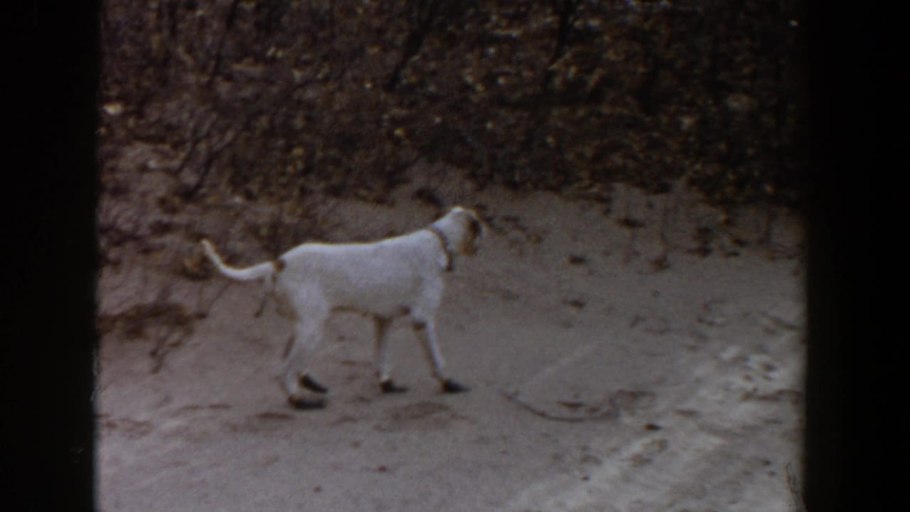 White collared dog walks alertly along sandy ground near brush in 1956 Lubbock, Texas home-movie footage.