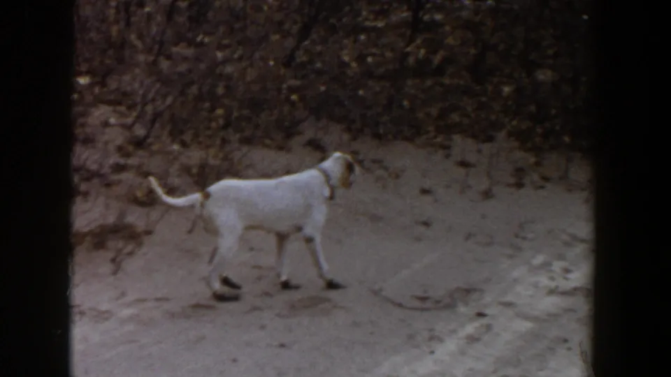 White collared dog walks alertly along sandy ground near brush in 1956 Lubbock, Texas home-movie footage.