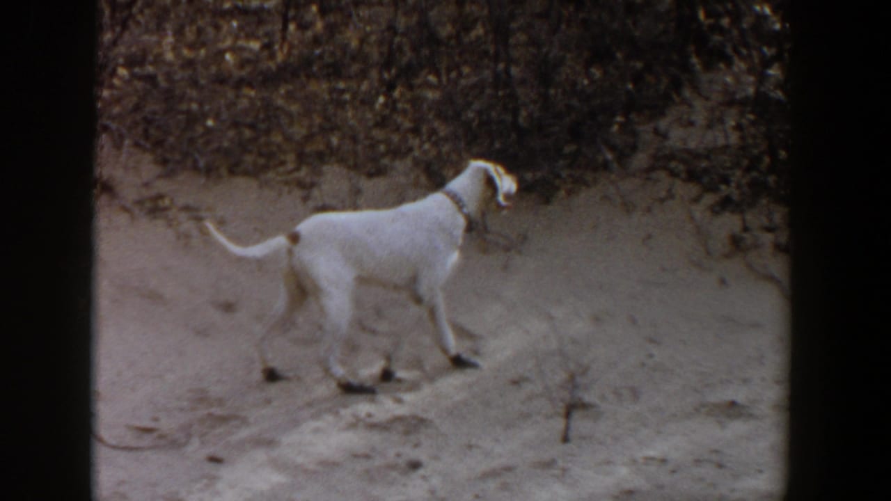 White dog with a collar stands alert near a bush on sandy ground in the Texas home-movie setting.