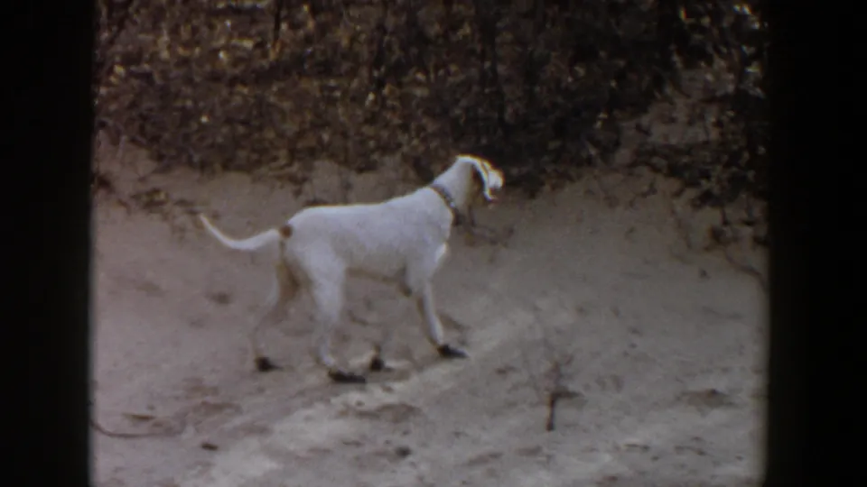 White dog with a collar stands alert near a bush on sandy ground in the Texas home-movie setting.