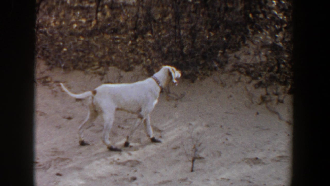 Collared white dog stands in profile on sandy soil beside scrub, framed by visible 8mm contact-sheet borders.