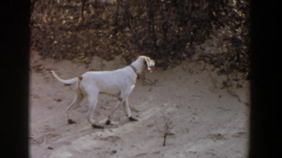 Collared white dog stands in profile on sandy soil beside scrub, framed by visible 8mm contact-sheet borders.