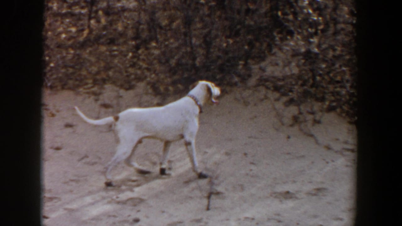 White collared dog walks across sandy ground past a small twig near brush in the 1956 Lubbock clip.