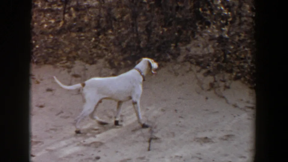 White collared dog walks across sandy ground past a small twig near brush in the 1956 Lubbock clip.