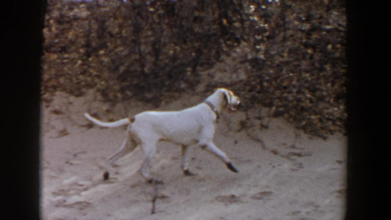 White hunting dog trotting across a dirt path beside brush.