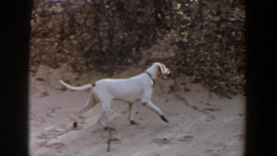 White hunting dog with a collar moves across a dry brush field in 1956 Lubbock, Texas home-movie footage.