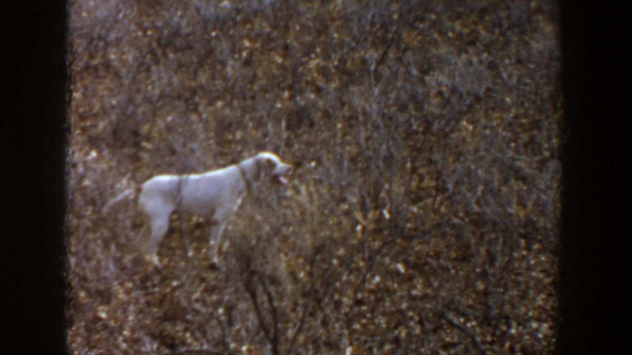 The white hunting dog stands partly obscured by tall brush in the 1956 Texas home-movie scene.