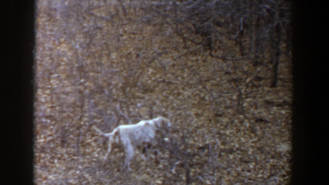 A white hunting dog continues through a dry, brush-covered field in the Lubbock, Texas hunting footage.