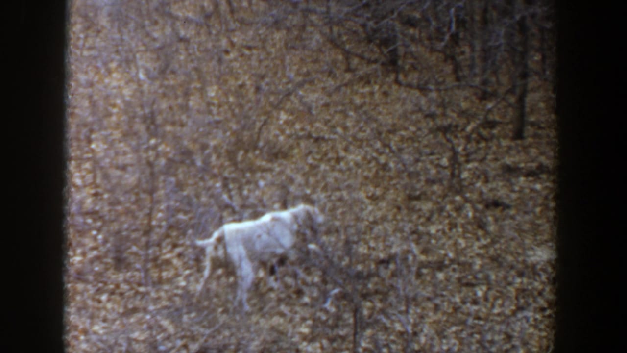 White and light brown-spotted dog stands in a wooded area in 1956 Lubbock, Texas home-movie footage.