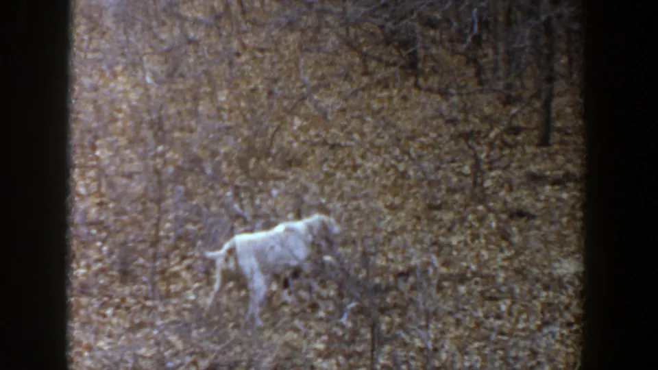 White and light brown-spotted dog stands in a wooded area in 1956 Lubbock, Texas home-movie footage.