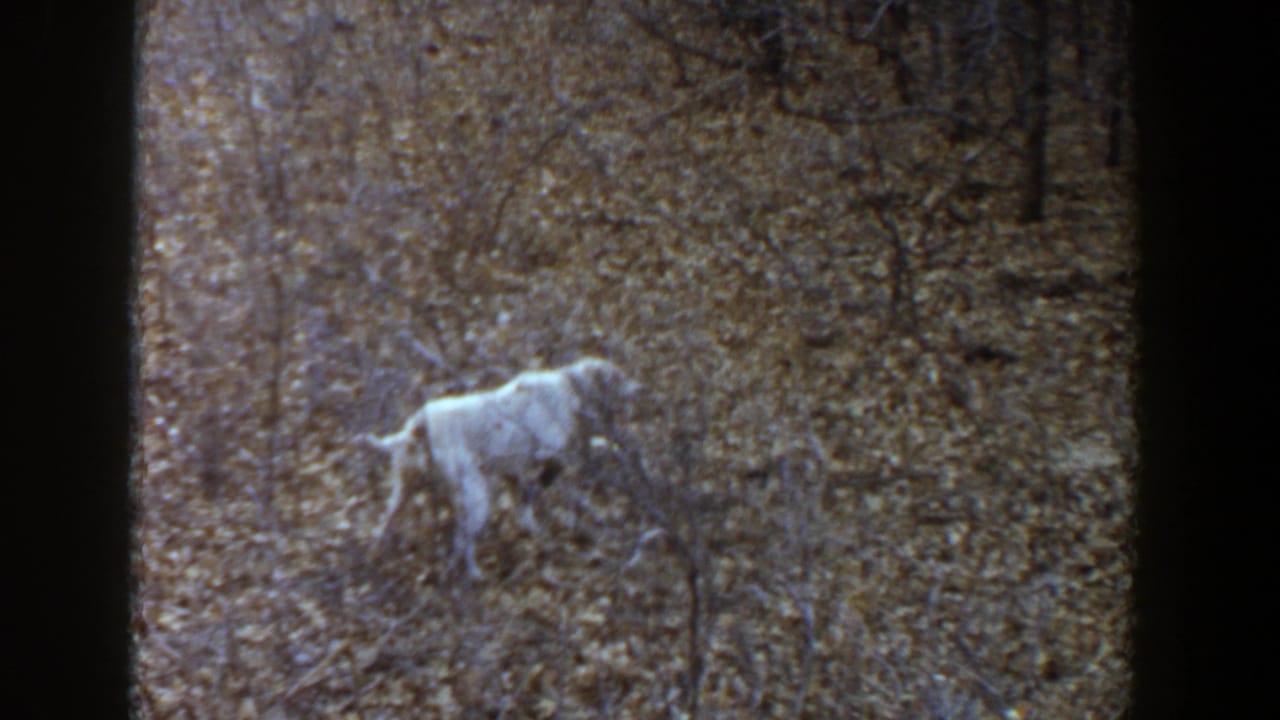 The dog appears farther into the brush, partly surrounded by bare branches and dry leaves in the 1956 Texas clip.