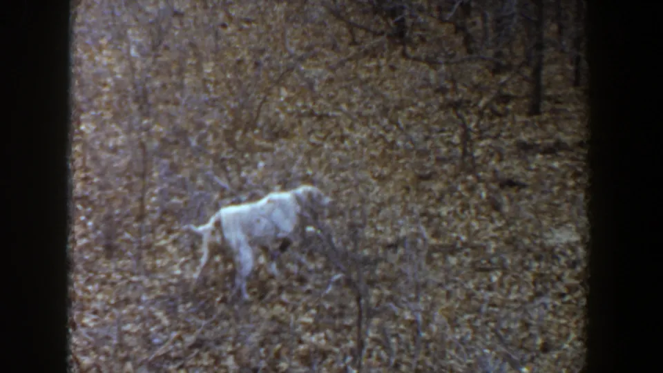 The dog appears farther into the brush, partly surrounded by bare branches and dry leaves in the 1956 Texas clip.