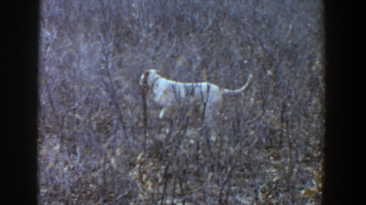 A white and light brown-spotted dog is seen in profile among brush and leaves in archival 8mm footage from Lubbock, Texas.