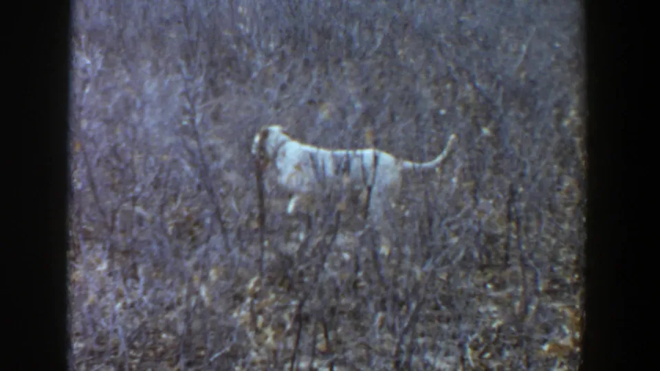 A white and light brown-spotted dog is seen in profile among brush and leaves in archival 8mm footage from Lubbock, Texas.
