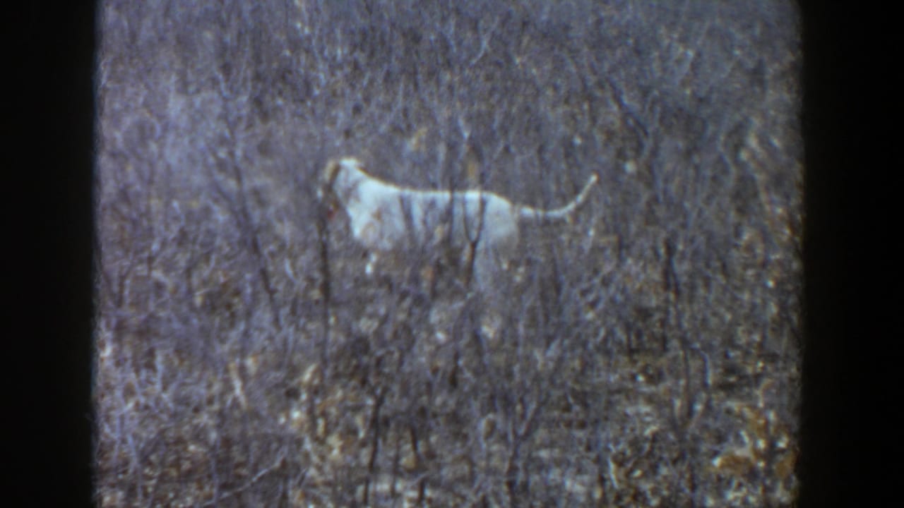 The spotted dog remains partly hidden by foreground brush, tail raised, in the 1956 Lubbock home-movie scene.