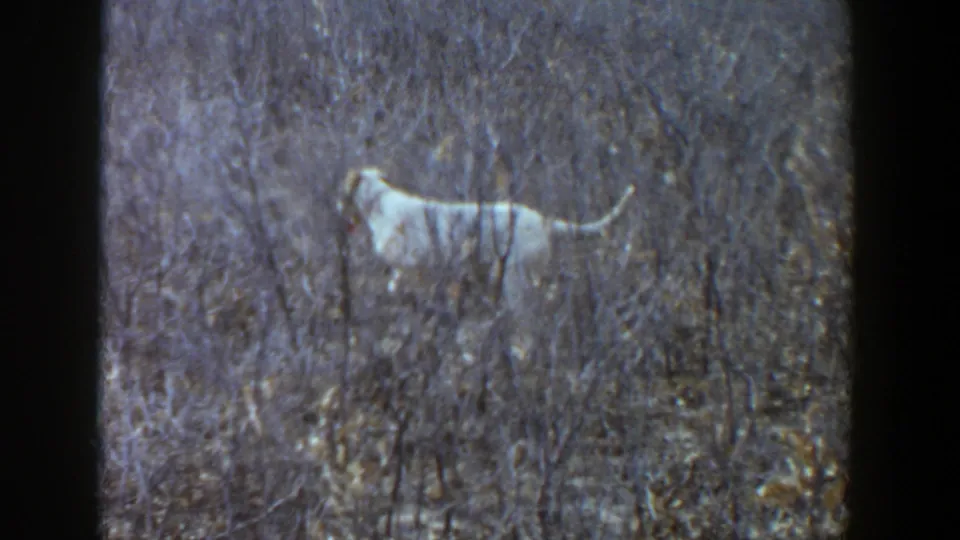 The spotted dog remains partly hidden by foreground brush, tail raised, in the 1956 Lubbock home-movie scene.
