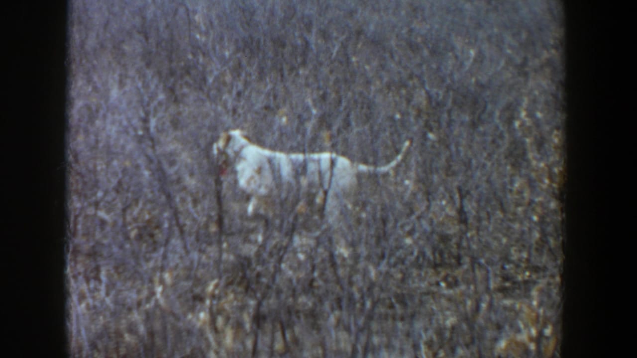 Light-colored dog walking through tall dry grass in a field.