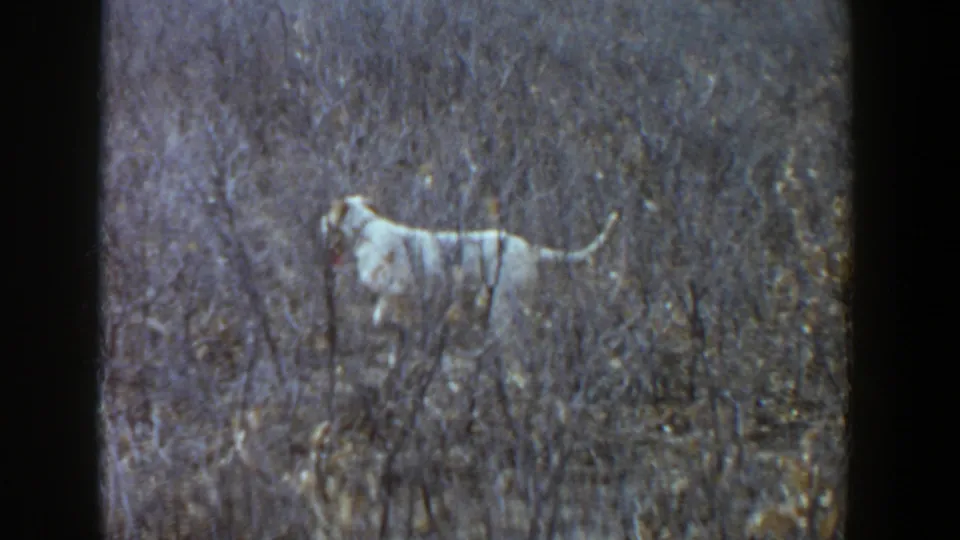 Light-colored dog, possibly a pointer, moves through tall dry grass in a rural Lubbock, Texas field in 1956.
