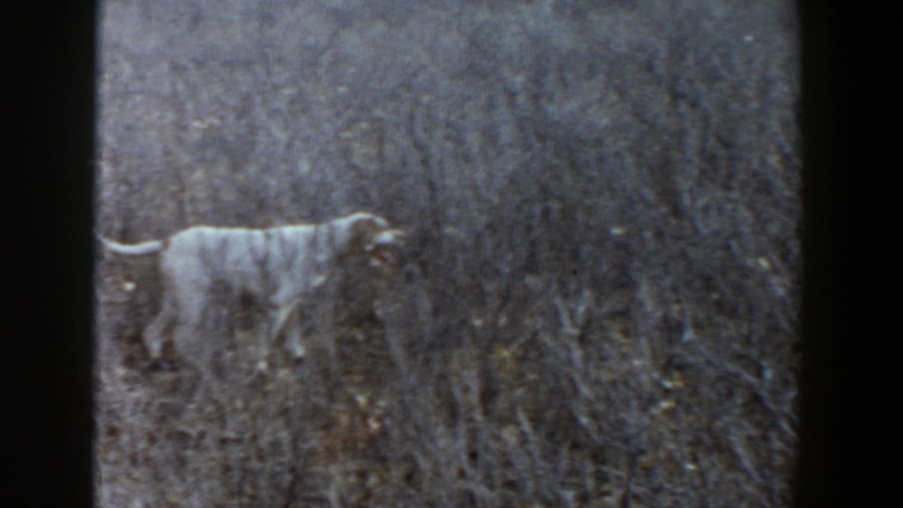 A pale dog stands among dry field grass in 1956 Lubbock, Texas, its body in profile against brushy vegetation.