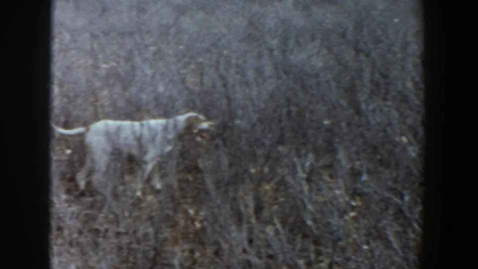 A pale dog stands among dry field grass in 1956 Lubbock, Texas, its body in profile against brushy vegetation.