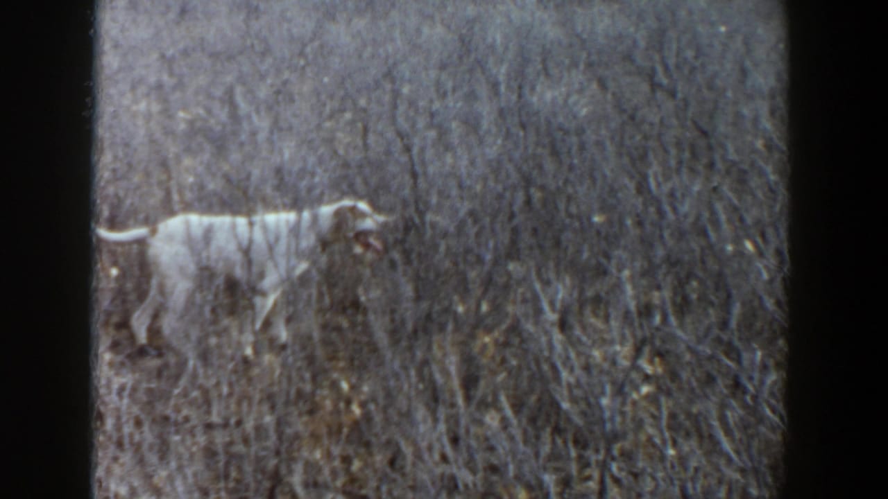 The dog continues through dense dry grass in a rural Texas field, shown in soft 8mm home-movie footage from 1956.