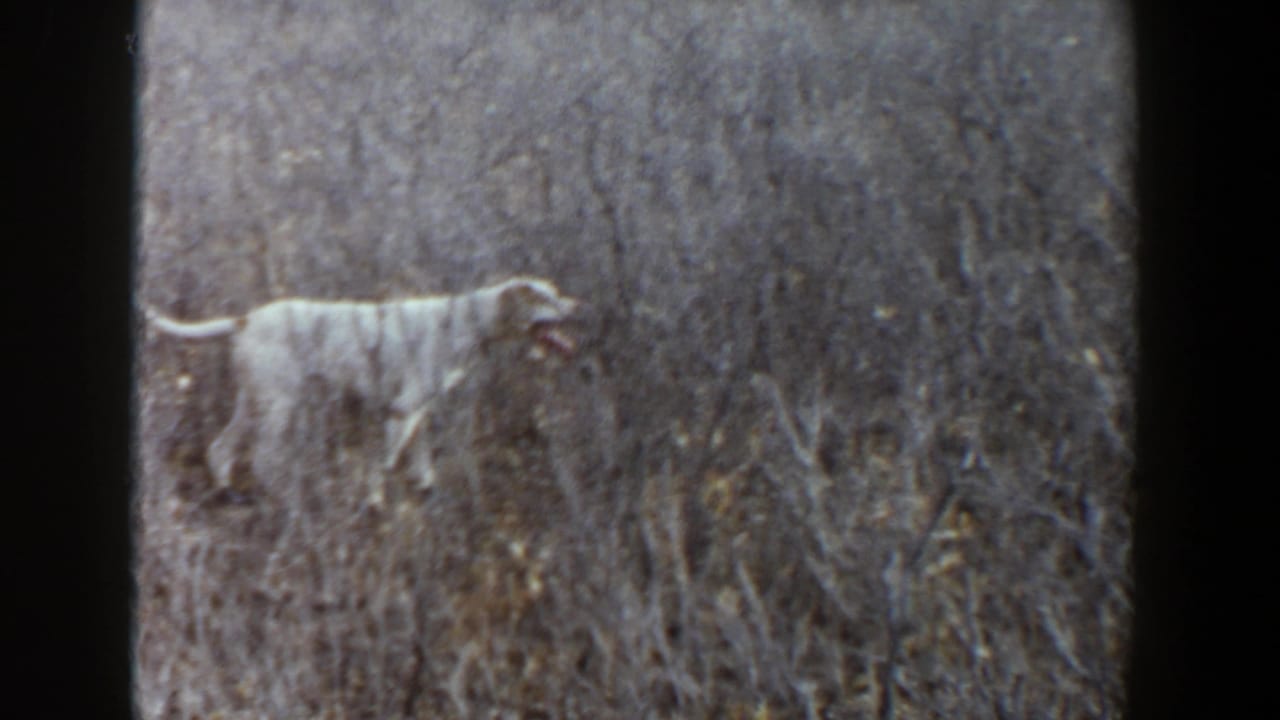A light-colored dog moves through tall sun-dried grass in the 1956 Lubbock, Texas home-movie clip.