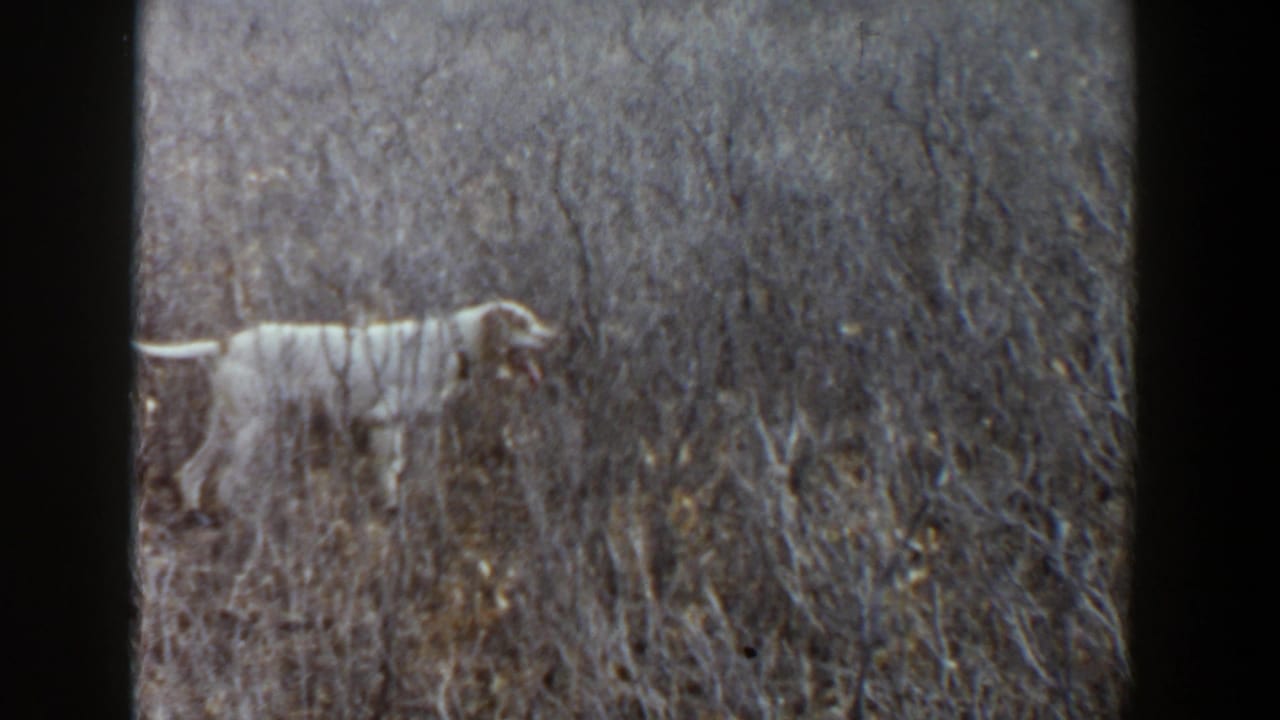 White dog walking through dry grass near the left side of an open field.