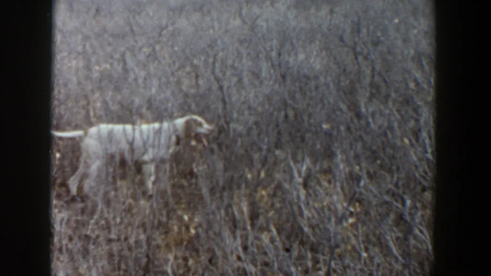 A white dog moves through dry grass in archival 1956 Lubbock, Texas 8mm home-movie footage, framed wide against brush and open land.