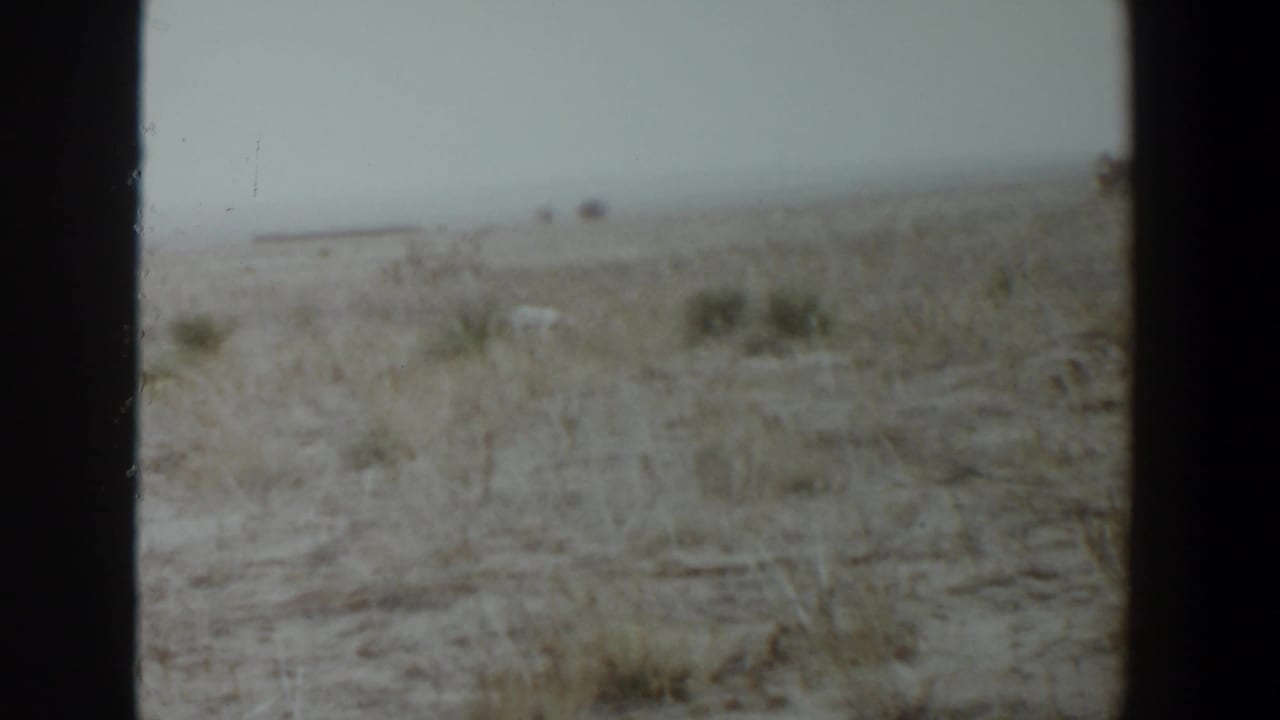 The dog appears small against a broad, pale grassland in the 1956 Lubbock home-movie clip, with shrubs and a low horizon visible.