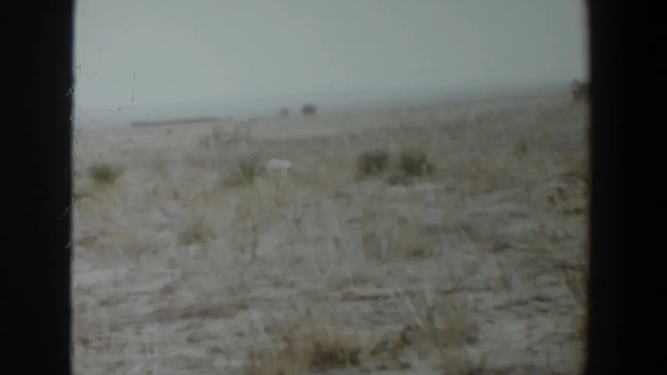 The dog appears small against a broad, pale grassland in the 1956 Lubbock home-movie clip, with shrubs and a low horizon visible.