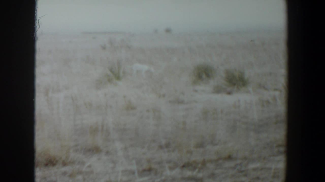 A soft, grainy wide frame shows the white dog partly blending into dry grass across an open Lubbock, Texas field.