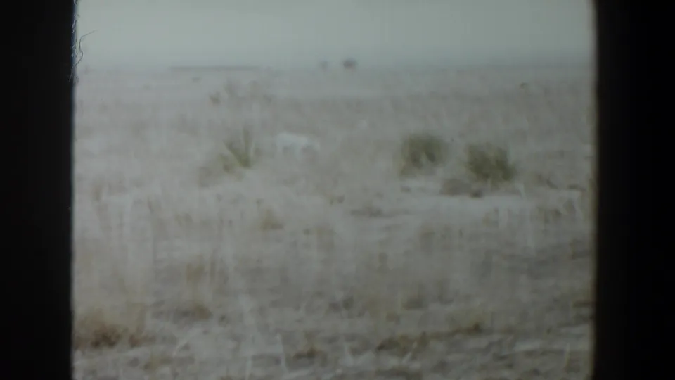 A soft, grainy wide frame shows the white dog partly blending into dry grass across an open Lubbock, Texas field.