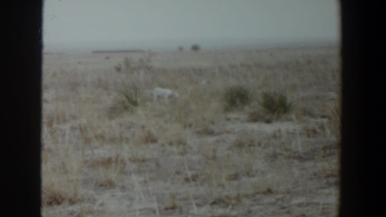 The white dog is visible near sparse shrubs in a broad dry field, with the 8mm frame showing muted color and a low horizon.