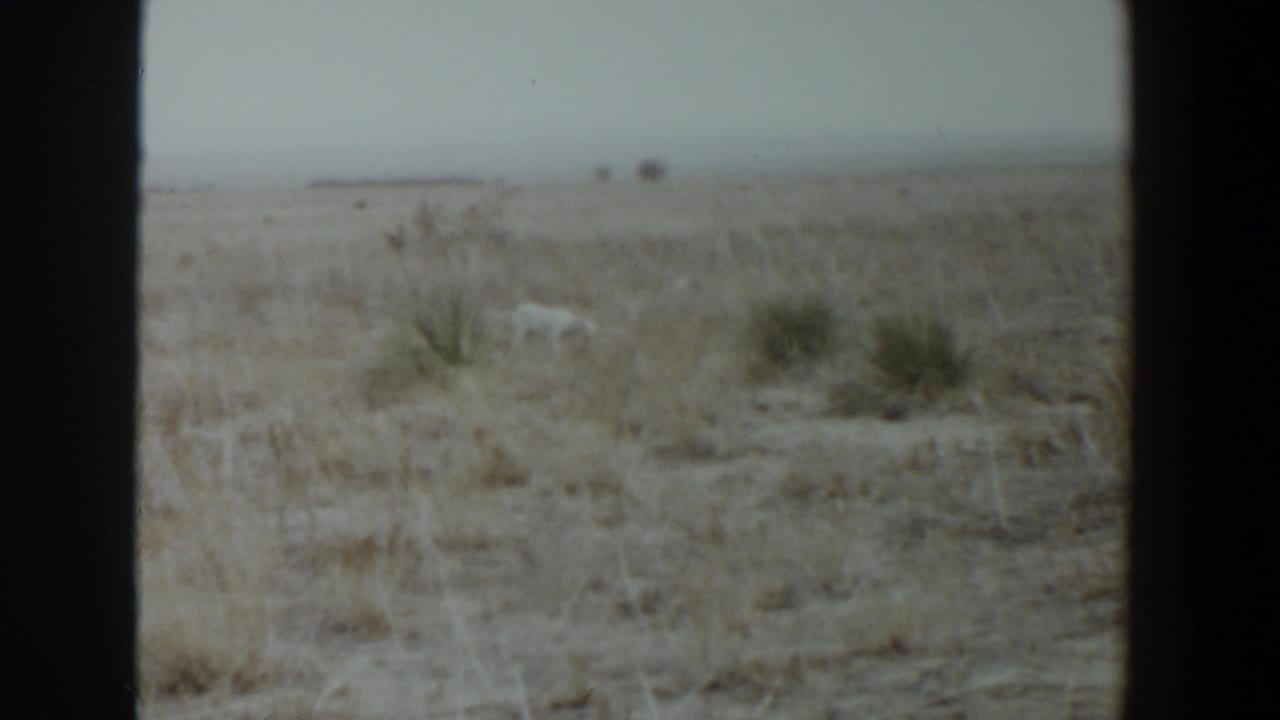 White dog stands far back in flat scrubby grass under a pale sky.