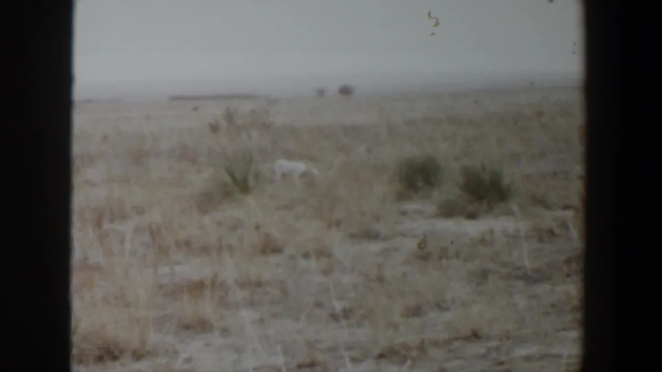 A white dog remains visible in a dry, open Lubbock landscape, with scrubby vegetation, a low horizon, and soft 8mm film grain.