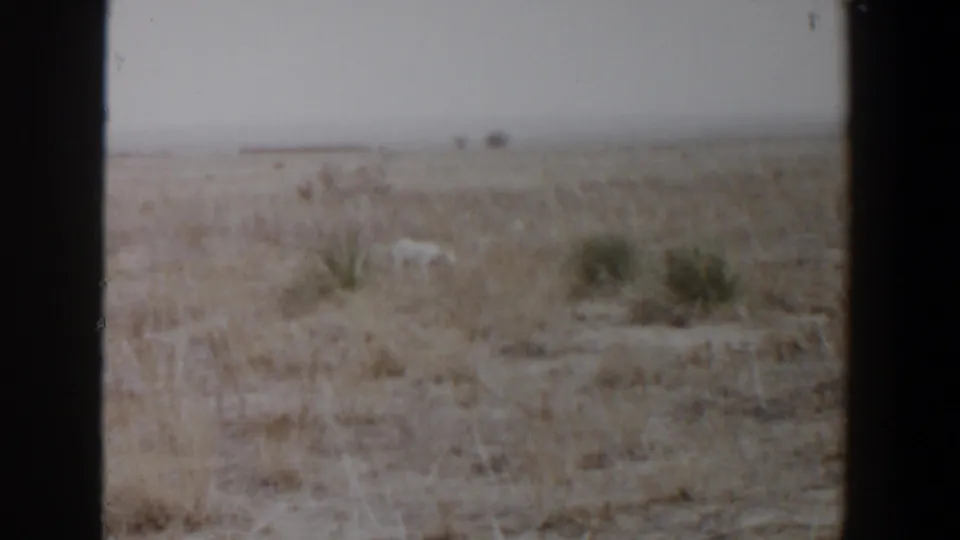 The distant dog stands amid pale grass and low vegetation in the supported 1956 Lubbock setting, with softened focus and visible film wear.