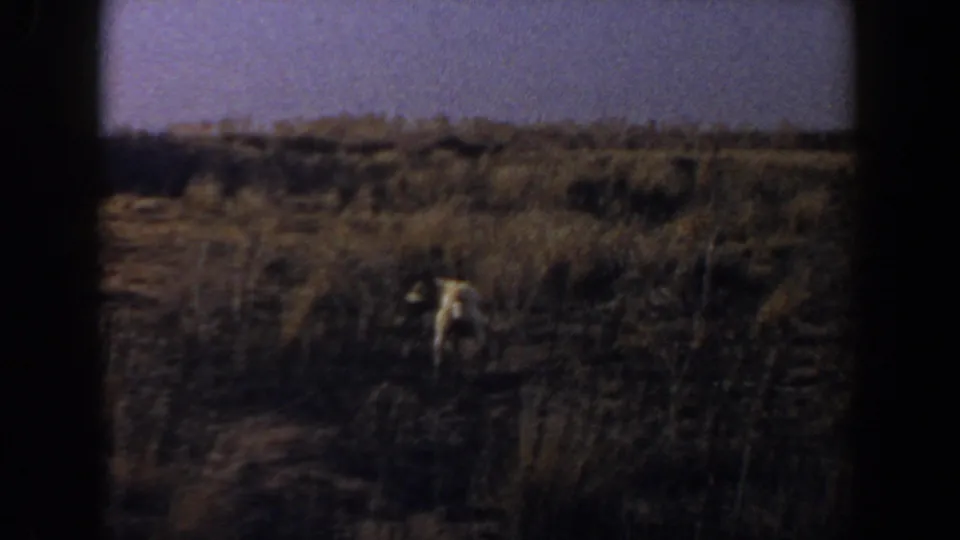 The final frame drops into darker exposure as the white dog stands in shadowed scrubland, with a purple-toned sky band and heavy 8mm grain.