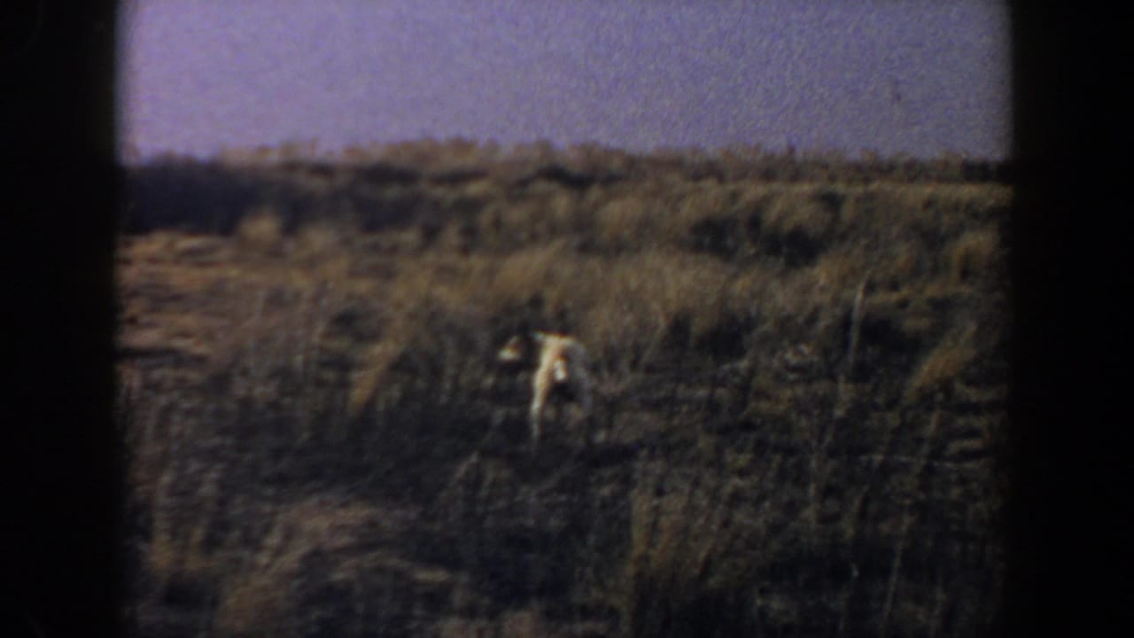 Small tan animal standing in a dry field under a pale sky.